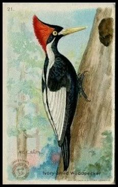 21 Ivory-billed Woodpecker